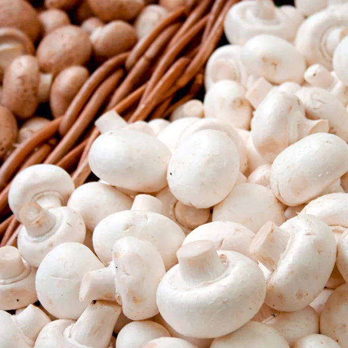 تصویر 4 از قارچ خوراکی تازه مناسب سالاد و سوپ